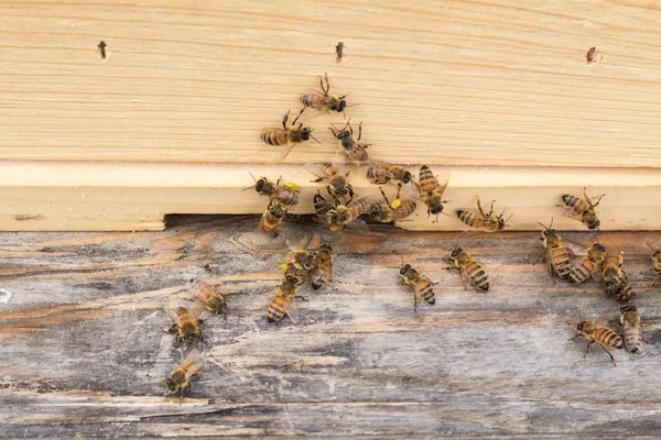 Workers with pollen at hive entrance — Stock Photo, Image