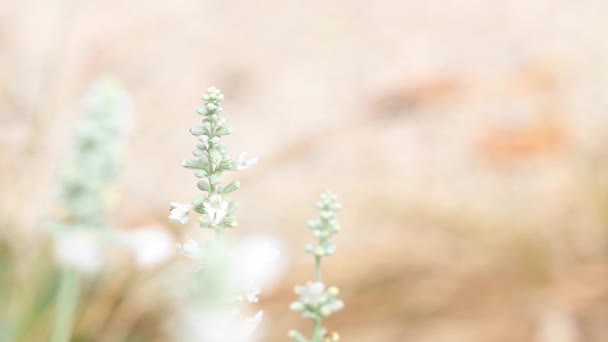 Weiße Salvia mit gedämpftem Hintergrund — Stockvideo