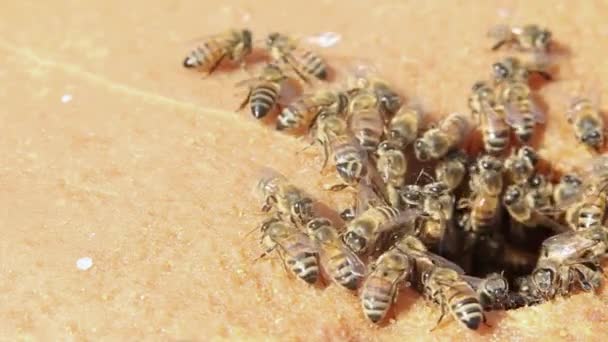 Mézelő méhek eszik édességet board — Stock videók