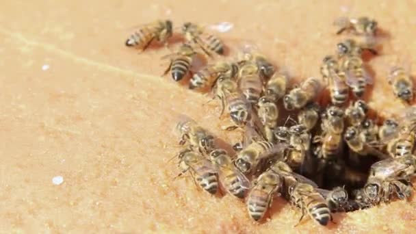 Abelhas comendo doces bordo — Vídeo de Stock