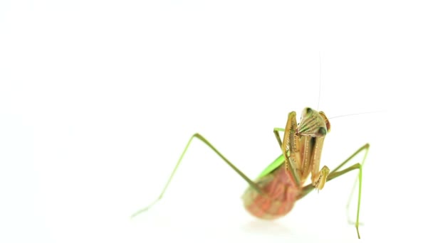 视频的螳螂仪容脚 — 图库视频影像