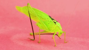 Yeşil katydid damat stüdyo video