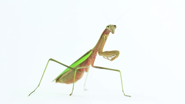 Praying mantis volledige lichaam — Stockvideo