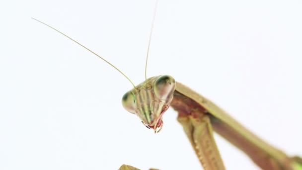 Praying mantis grooming com patas dianteiras — Vídeo de Stock