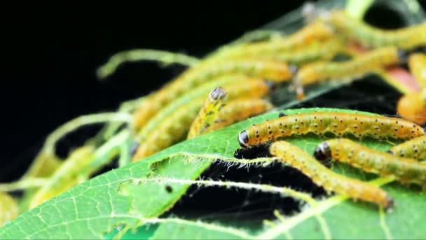 Sawfly larva yaprak hasar. — Stok video