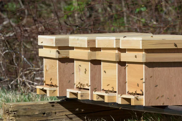 Gros plan sur les ruches d'abeilles mellifères — Photo