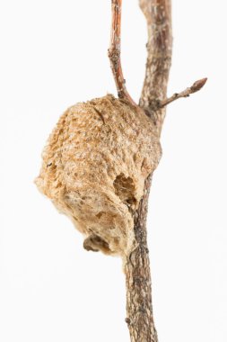 Dua eden peygamber devesi eggcase