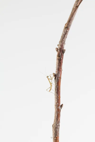 Tiny praying mantis nymph — Stock Photo, Image