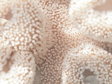 Yumuşak deri mercan