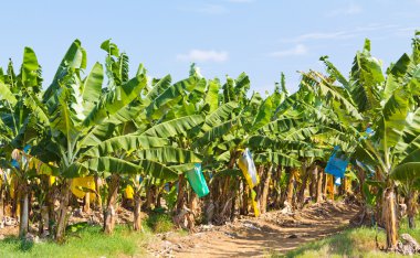 Muz plantasyon içinde Avustralya