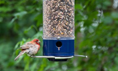 Genç Cardenal, kuş Besleyici