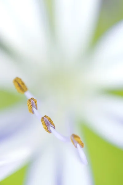 Agapanthus stacks and anthers — стоковое фото