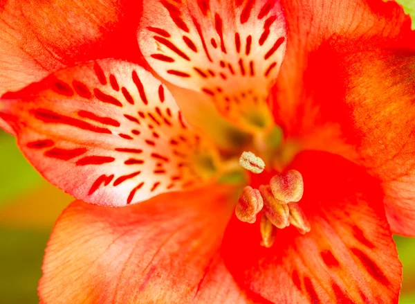 Flor de Alstroemeria de cerca — Foto de Stock