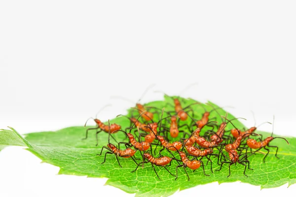 Assasin bug nymphs — Stock Photo, Image