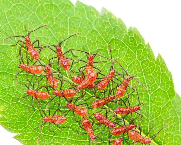 Insetti insetti della ruota rossa su foglia verde — Foto Stock