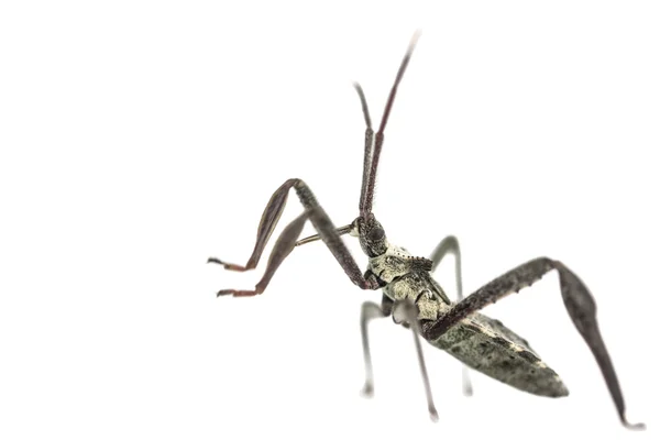 Jovem adulto roda bug macro — Fotografia de Stock