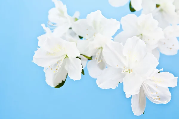 Bílá azalka květina na modrém pozadí — Stock fotografie