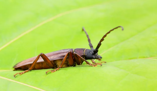 Primer plano del escarabajo barrenador de raíces grandes — Foto de Stock