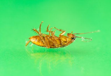 Hamam böceği ölmeye yakın çekim