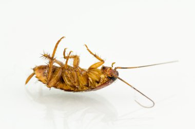 Ölmek üzere olan Hamam böceği Nc