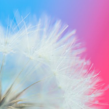 Goat'sbeard tohum umbels yakın çekim