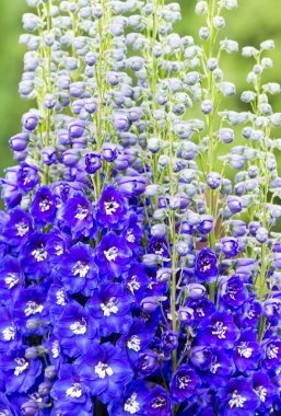  Derin mavi Delphinium çiçek kümeleri