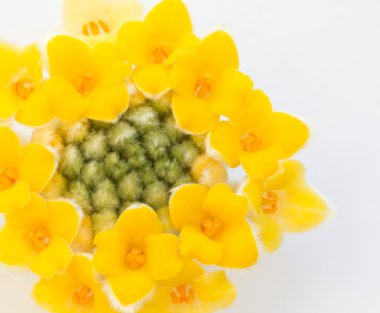 Kağıt bush kütükler