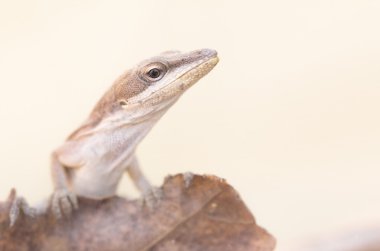 Kahverengi kertenkele portre