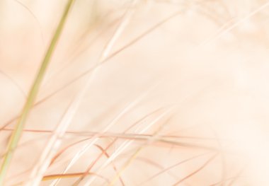 Sonbaharda çimenli arka plan