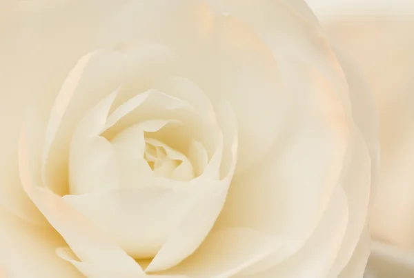 Fildişi ve gül kamelya