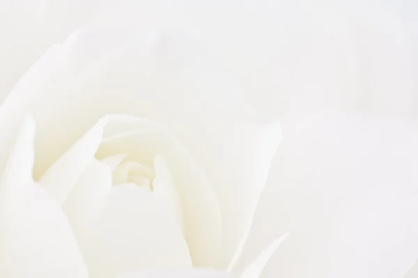 Yakın - up çift beyaz kamelya