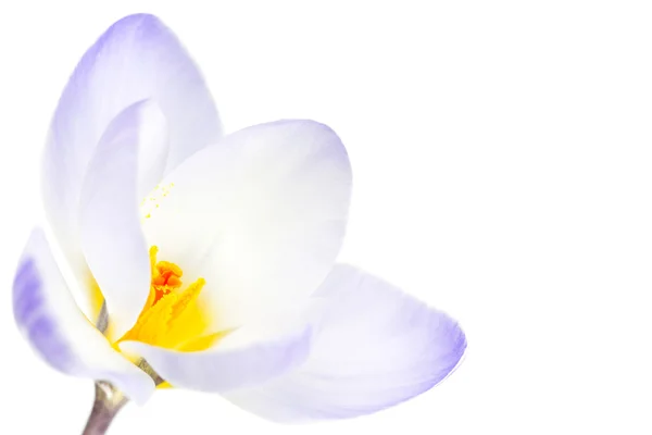 Flor de croco de primavera — Fotografia de Stock