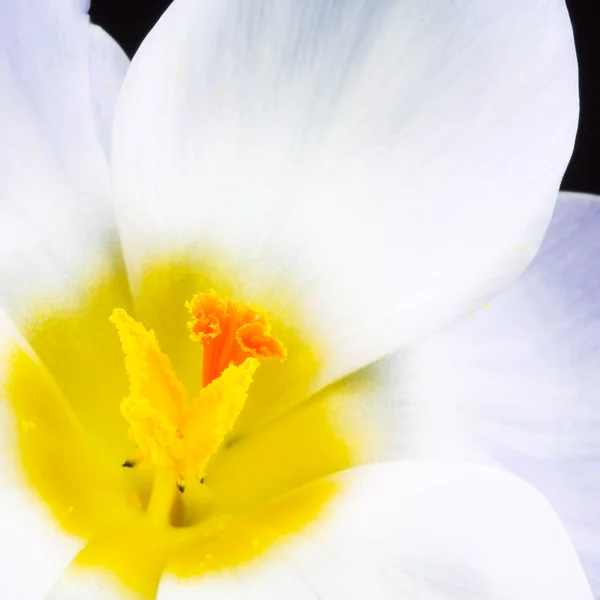 Çiğdem çiçek Close-Up — Stok fotoğraf