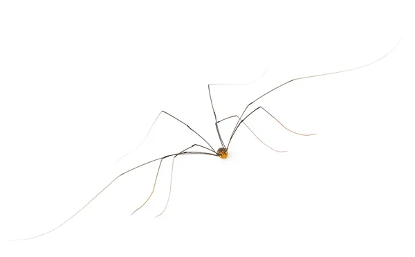 Daddy long legs harvestman 'spider' — Stock Fotó