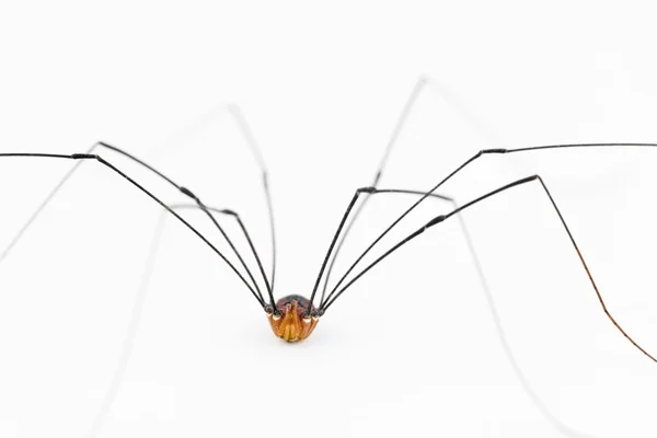 Close up of harvestman 'spider' — 图库照片