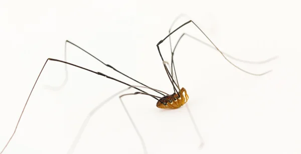 Opiliones harvestman arachnid — Stock Photo, Image