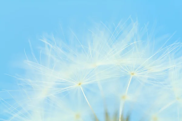 Zaad parachutes op blauw — Stockfoto