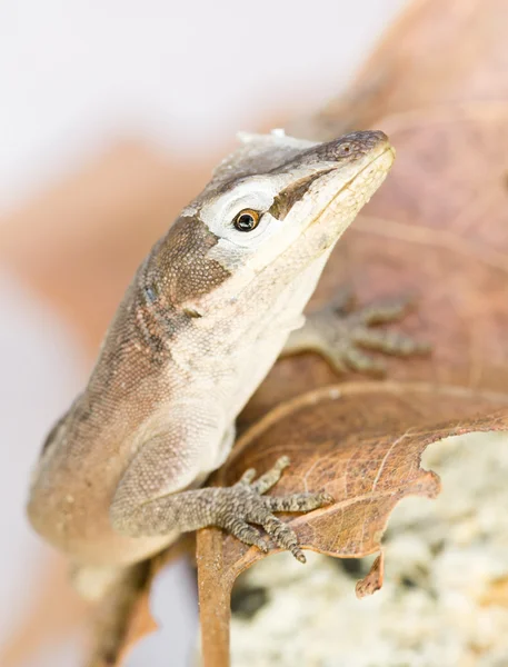 Brown lizard shedding old skin