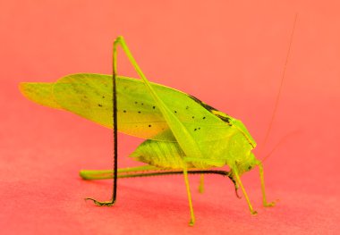 Yeşil Katydid damat