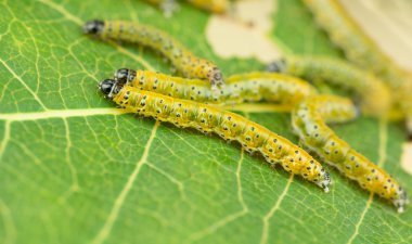 Sawfly larva yakın çekim yaprak üzerinde