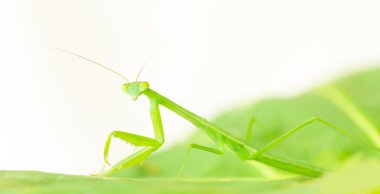 Olgunlaşmamış peygamber devesi perisi portre