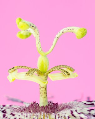 Vahşi passionfruit çiçek Merkezi yakın çekim