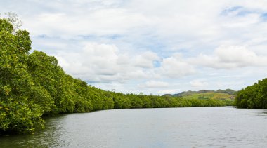 Mangrov ağaçlar tropikal Nehri