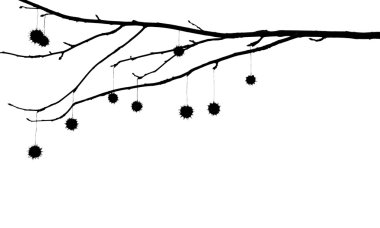 Tohum kapsülleri ve dalları asılı