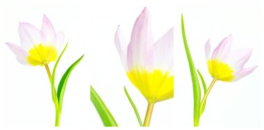 Lila merak Lale Triptych