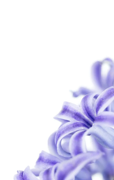 Hyacinth bloom on white background — Stock Photo, Image