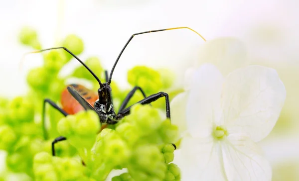 Червоний wheelbug німфа — стокове фото