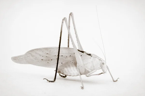 A split alakformálás katydid — Stock Fotó