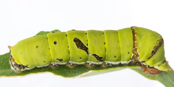 Личинка бабочки-ласточки крупным планом — стоковое фото