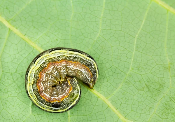 Renkli armyworm yaprağına dolandı